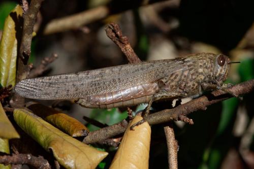 Réf. 199 106 : Anacridium aegyptium